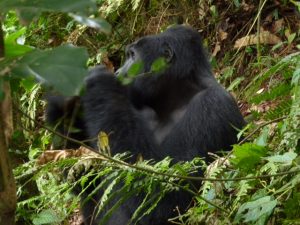 gorillas trekking